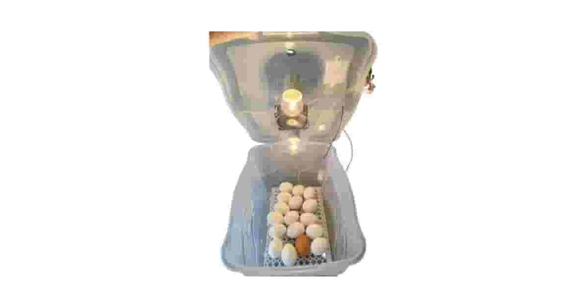 Melhor Chocadeira de Ovos do Mercado: 7 Modelos Automáticos