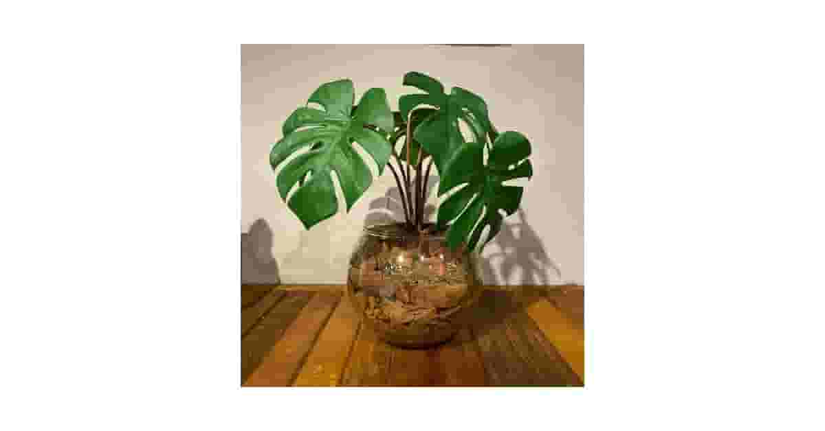 Melhor Planta para Mesa de Jantar: 7 Opções Artificiais Deslumbrantes