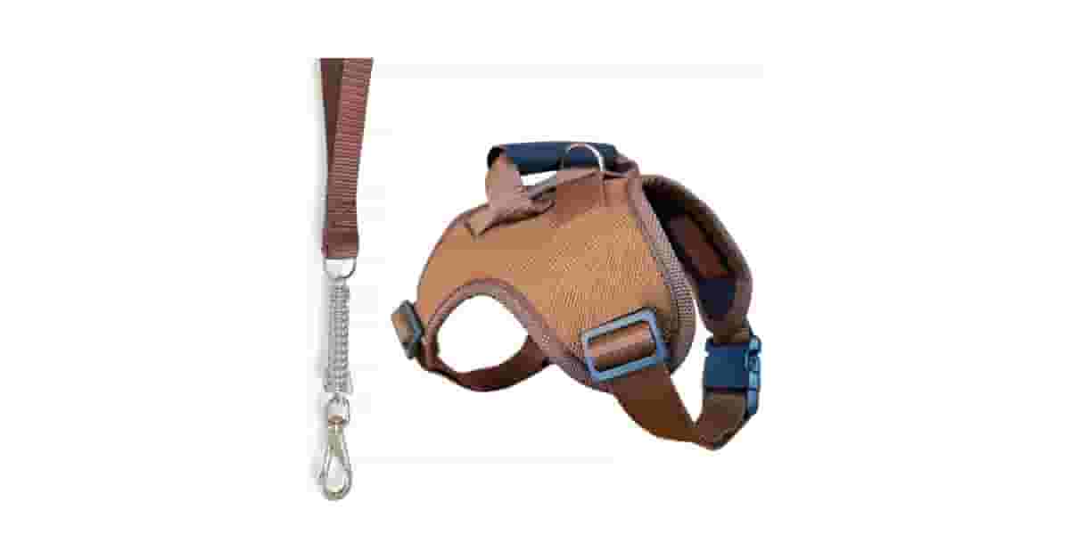 Qual É a Melhor Coleira Para Cachorro Com Amortecedor?