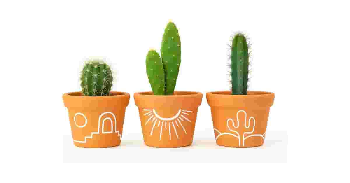 Qual é o Melhor Vaso para Suculenta? 10 Modelos