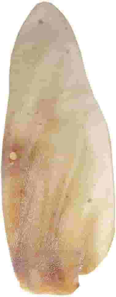 PET TREATS - 1 Petisco Natural Orelha Supremo