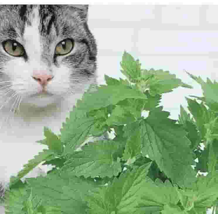 5000 Sementes Catnips Ervas Gatos Grama Gatos 4 pcts de Cada