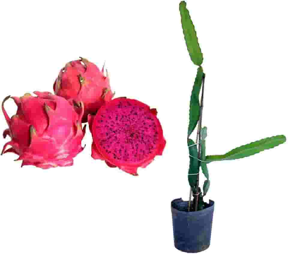 Muda de Pitaya 50 a 80cm AMK - Plantas Online, frutífera Exótica Trepadeira para Quintal e Produção de Frutos