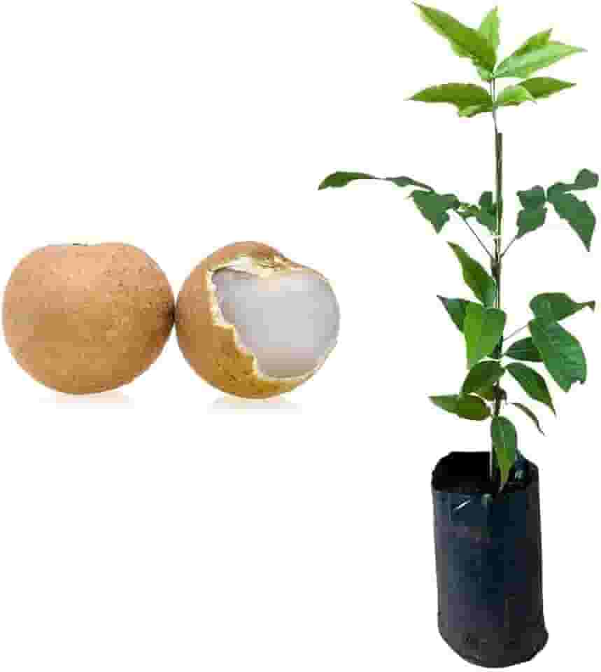 Muda de Pitomba (Talisia esculenta) Altura de 20 a 40cm – planta frutífera nativa, ideal para vasos ou solo, frutos saborosos e nutritivos, perfeita para pomares, quintais e reflorestamento