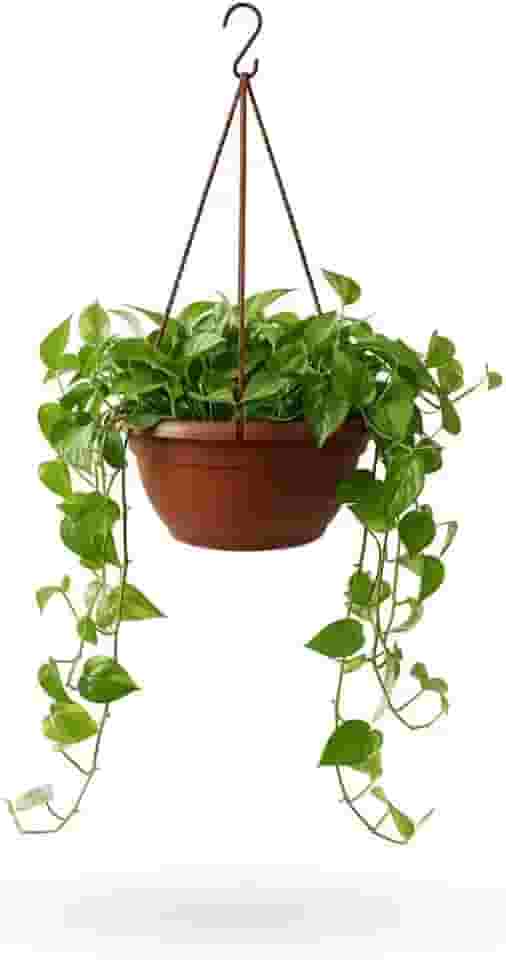 Vaso Suspenso Cuia para Plantas, 21 cm, com Alça 45 cm, Cor Areia, para Jardinagem e Decoração (Cerâmica)