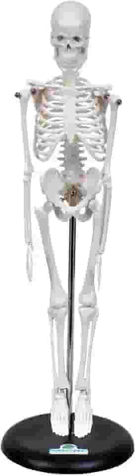 Esqueleto Humano de 45 cm Altura com Suporte, Anatomia