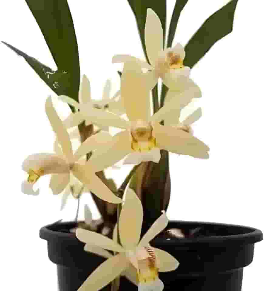 Orquídea Coelogyne Testacea Planta Adulta Natural