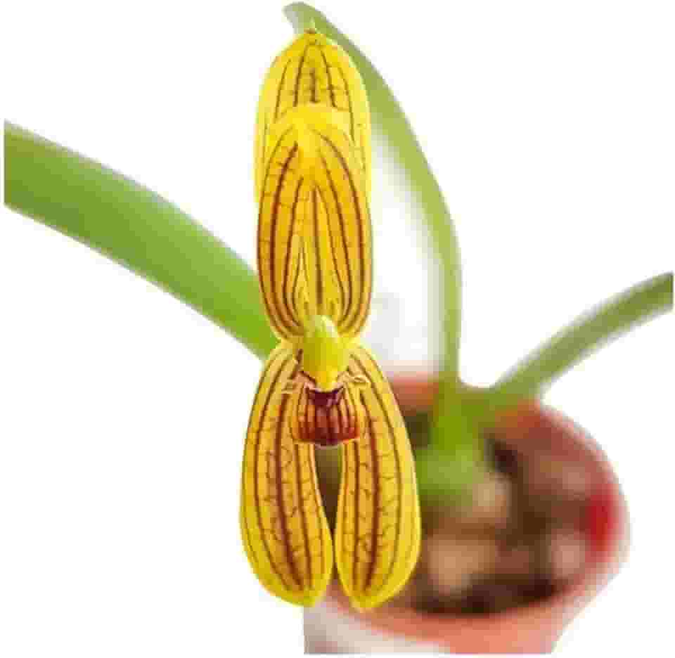 Mini Orquídea Mormolyca Ringens, Planta Adulta Rara e Exótica, Porte Compacto
