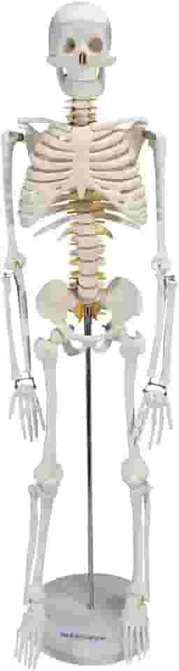 Esqueleto Humano de 85 cm Altura-COSIMED