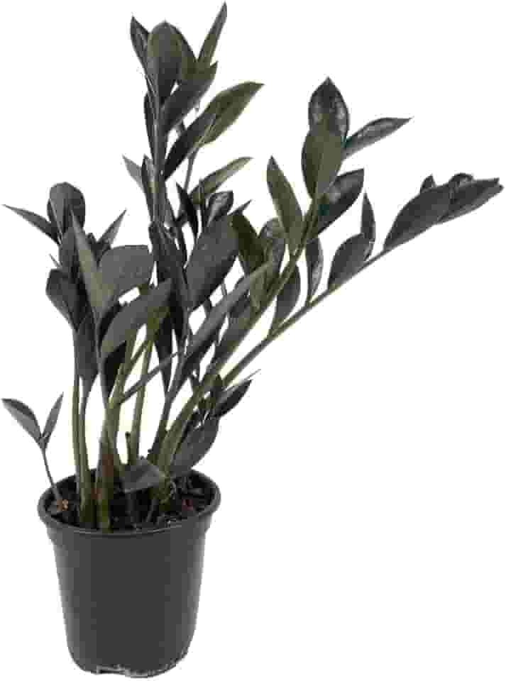 Mini Zamioculca Black Dowon Planta Rara Exótica Com Vaso Decoração Para Interiores