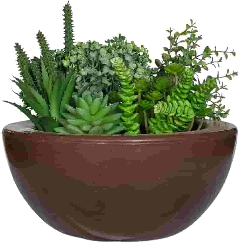 Vaso Bacia Cuia Planta Decorativa Suculentas Rosa Do Deserto (Marrom cacau)