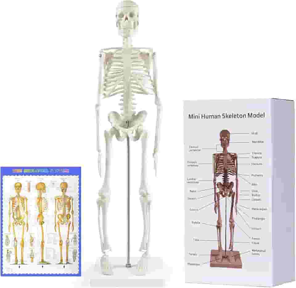 breesky Modelo de esqueleto humano para anatomia: modelo de esqueleto humano de 43 cm com braços e pernas móveis - modelo científico para estudo e exibição