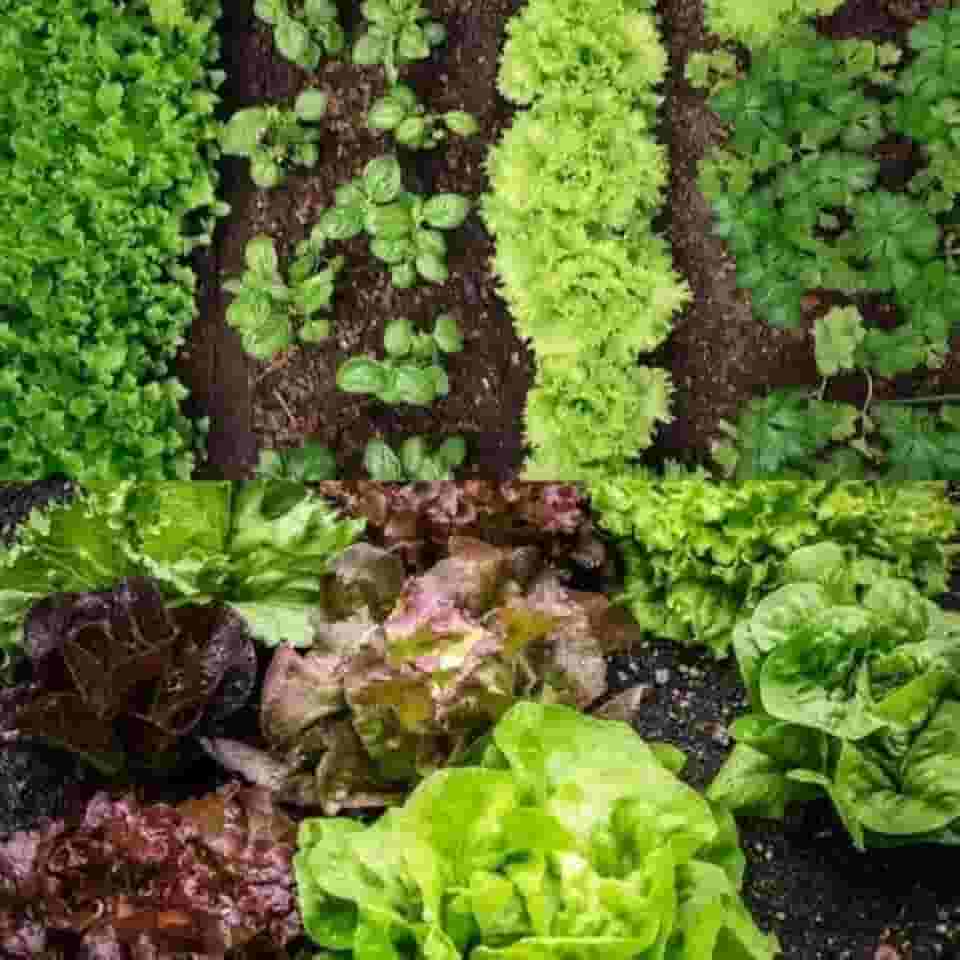 Adubo Orgânico para Plantas – 100% Natural - 2kg (Humus de Minhoca, 2kg)