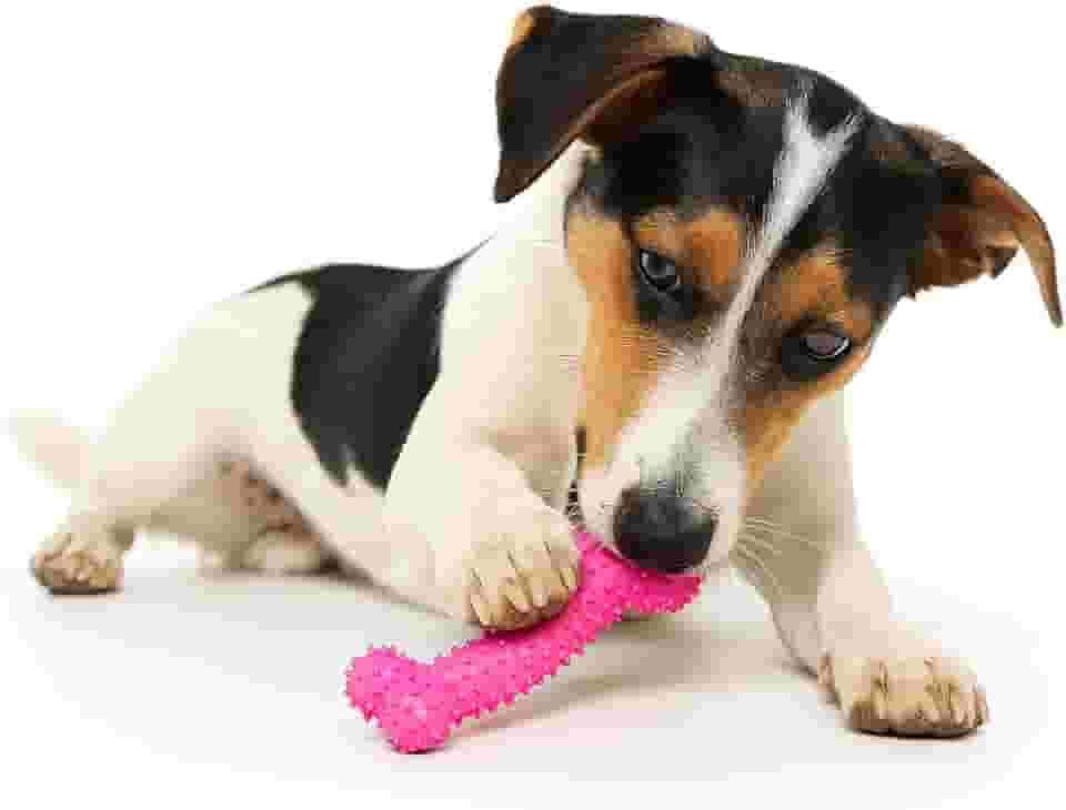 Kit 2 Ossos Massageador Médio Brinquedo Para Cachorros Interativo E Divertido Auxilia E Fortalece Os Dentes Cores Sortidas