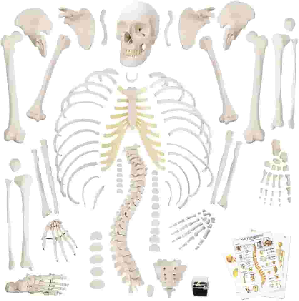 Modelo de esqueleto humano desarticulado para anatomia de 170 cm de altura, modelos de esqueleto de tamanho completo com pôster, caveira, ossos, mão e pé articulados