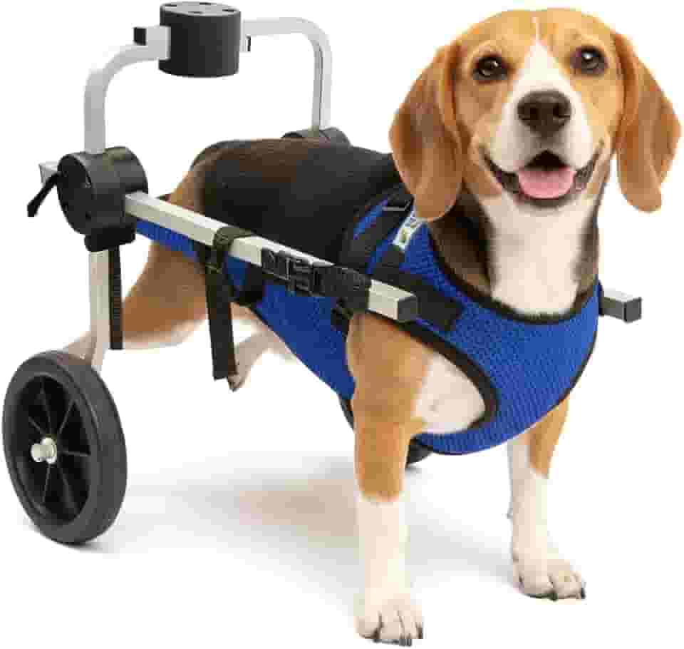 Cadeira de 2 Rodas Para Cachorro Tam M com Colete Azul Regulável Pata Traseira Paraplegia Reabilitação Paralisia Idoso Pet Best Soluções