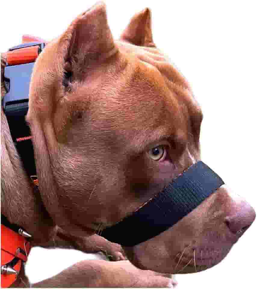 A Única Focinheira Confortável Do Mercado A Mais Vendida Pet (GG)