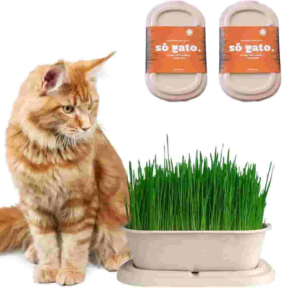 Kit 02 Graminhas Orgânicas Para Gatos - Petisco 100% Natural - SóGato