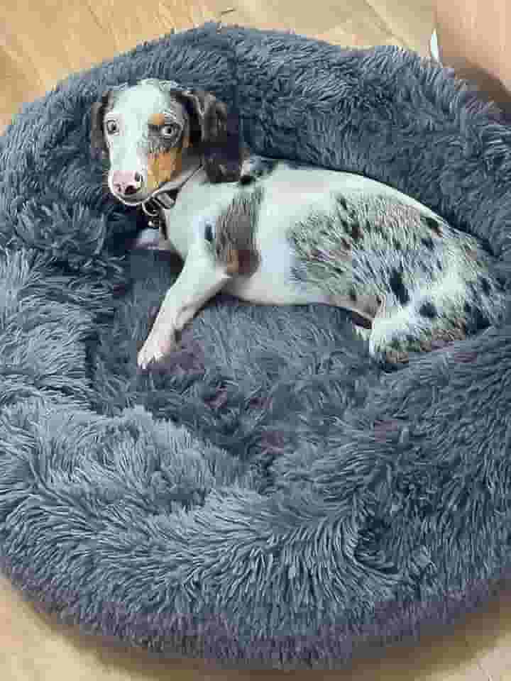 Cama Pet Nuvem Cachorro Gato Dog Caminha 70 Cm Grande Pelucia (CINZA)