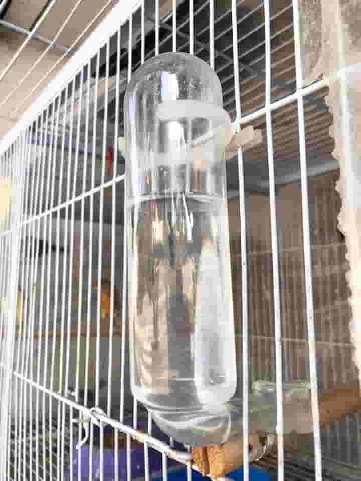 Dal Acessórios de Vidro - Kit 03 Bebedouros de Vidro com Bocal Reforçado para Calopsitas e Periquitos (40 ml)