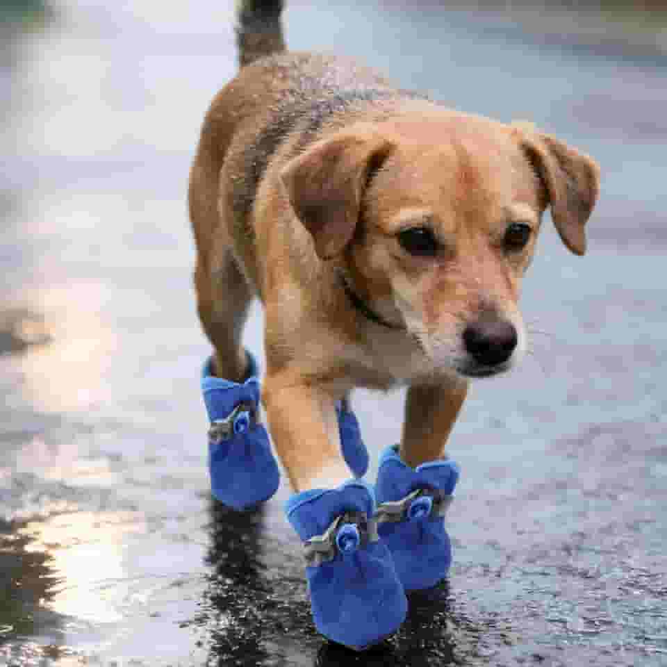 Sapatos para cães pequenos – Botas antiderrapantes respiráveis para animais de estimação, bichon frise, pacote com 4 protetores de patas para cães de primavera e inverno (azul, M)
