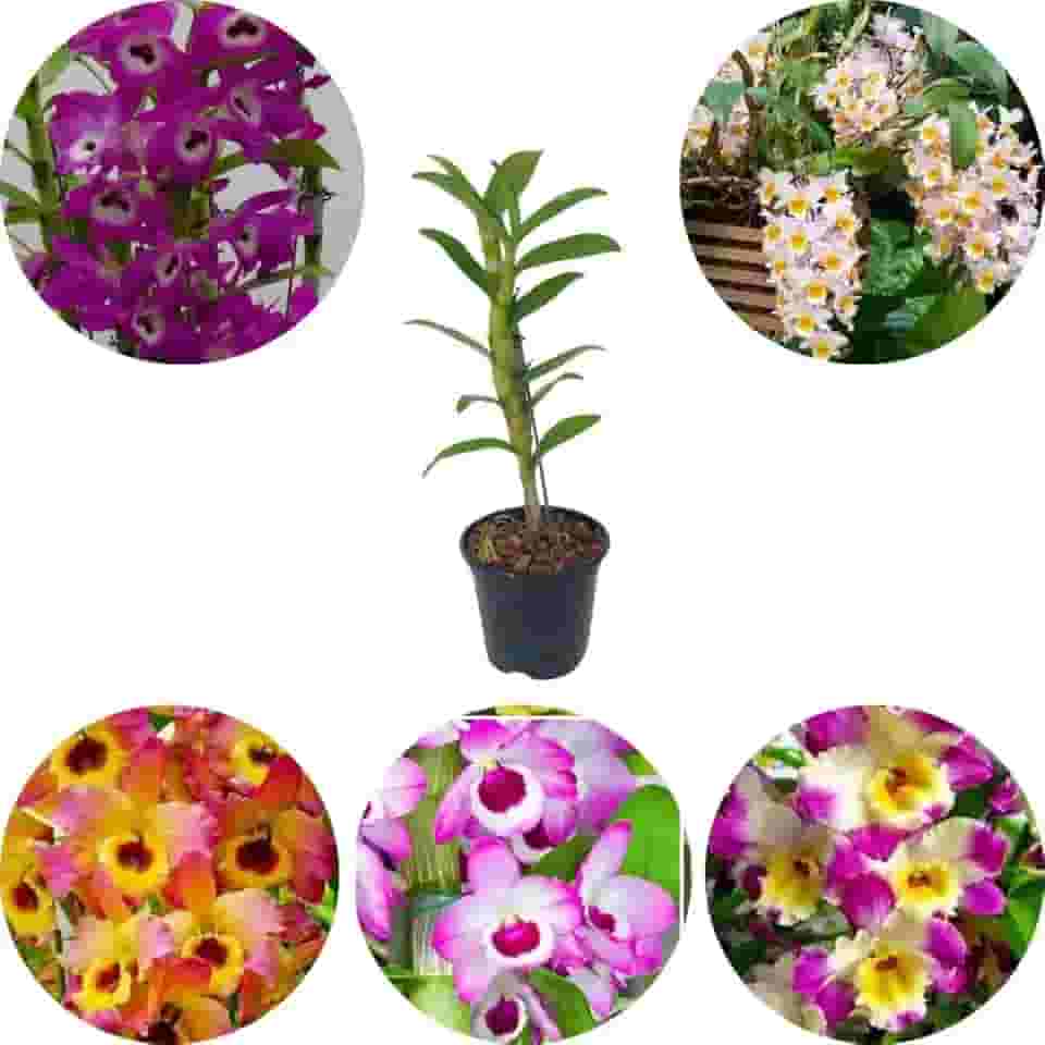 Muda Orquídea Dendrobium Cor Mista Variada Olho De Boneca