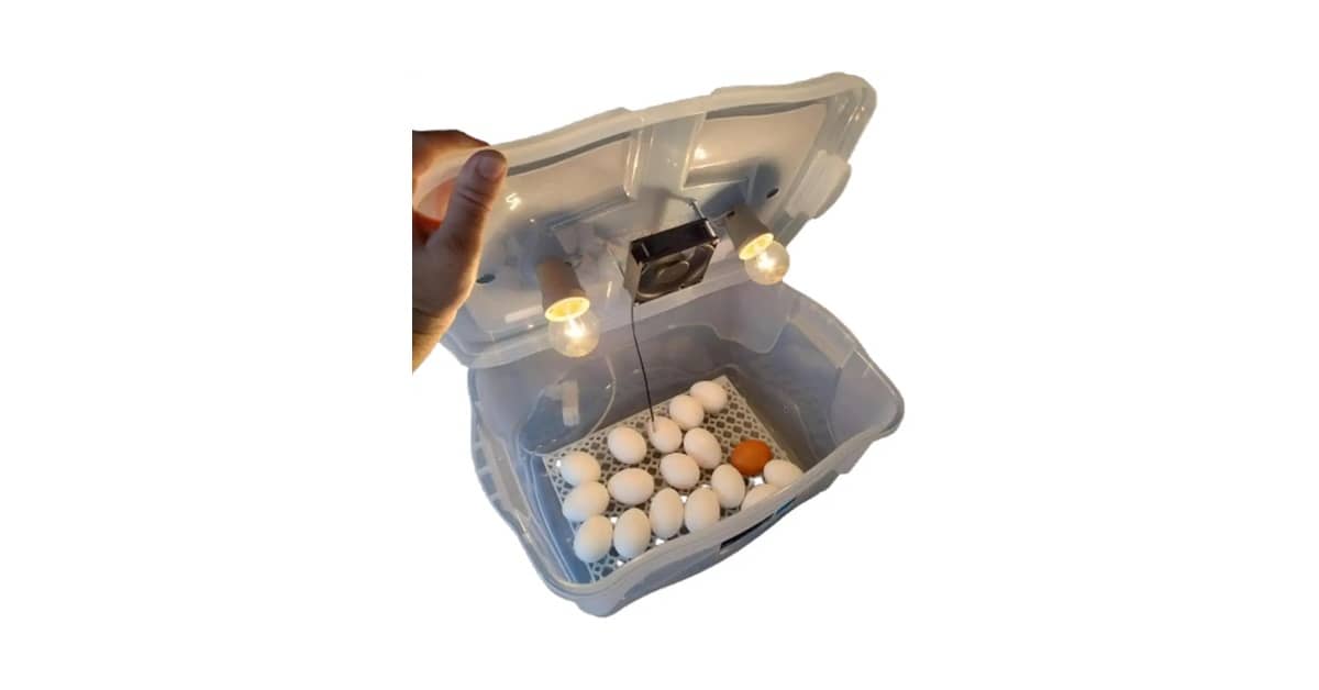 Melhor Chocadeira de Ovos: Guia Completo de Compra