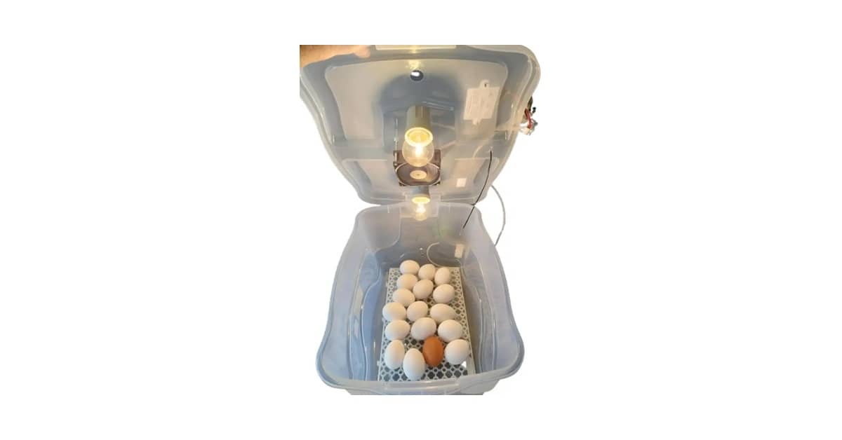 Melhor Chocadeira para Ovos de Galinha: Guia Completo e Seleção