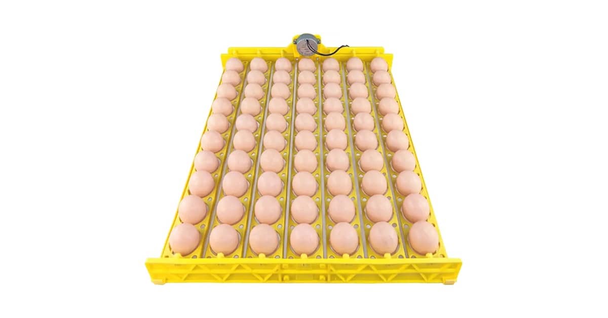 Melhor Chocadeira para Ovos: Guia Completo Para Iniciantes