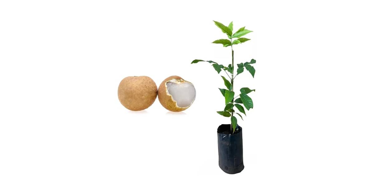 Melhor Frutifera para Vaso: Guia Completo com 7 Opções Produtivas