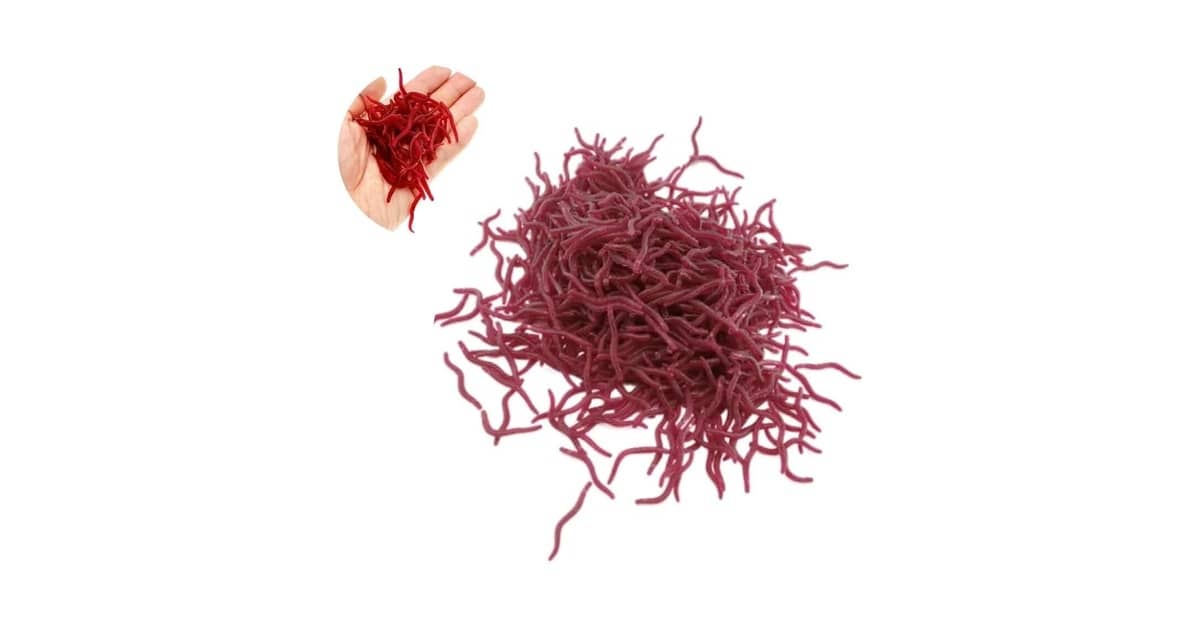 Melhor Isca Artificial para Tilápia: Guia com Opções Eficazes