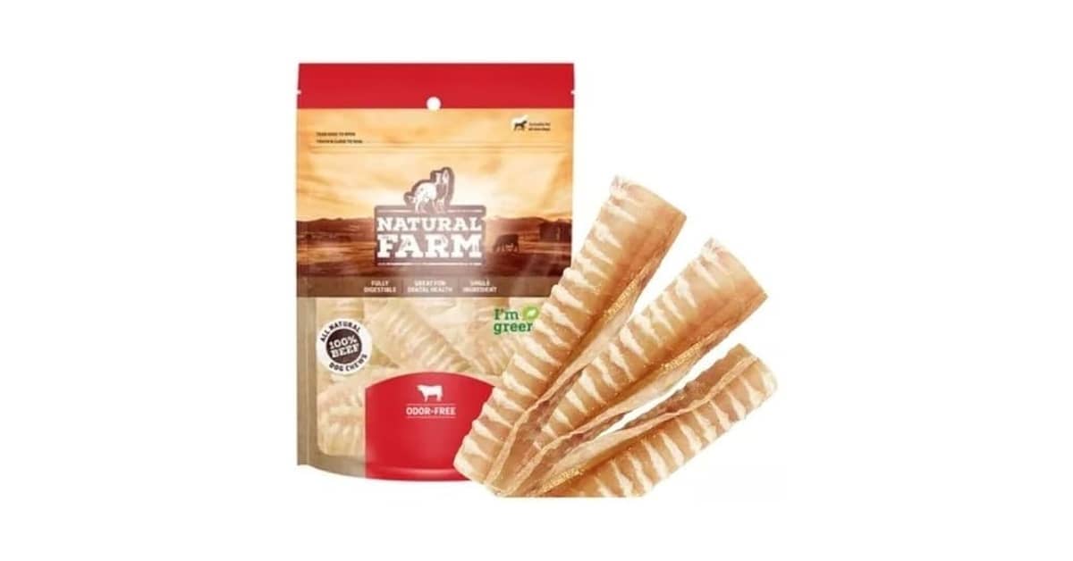 Melhor Osso para Limpar dente de Cachorro: 5 Opções Seguras