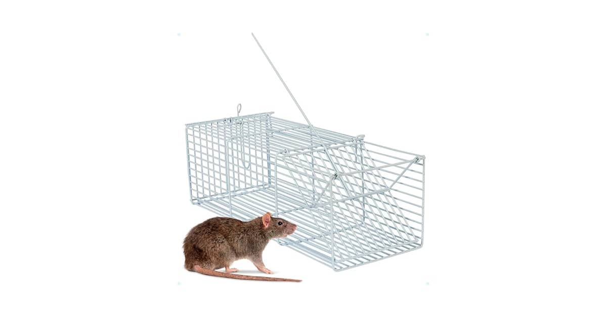 Melhor Ratoeira para Camundongo: Guia Definitivo