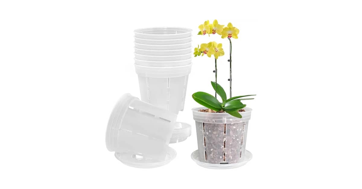 Melhor Vaso para Orquídea Phalaenopsis: Guia de Ventilação e Drenagem