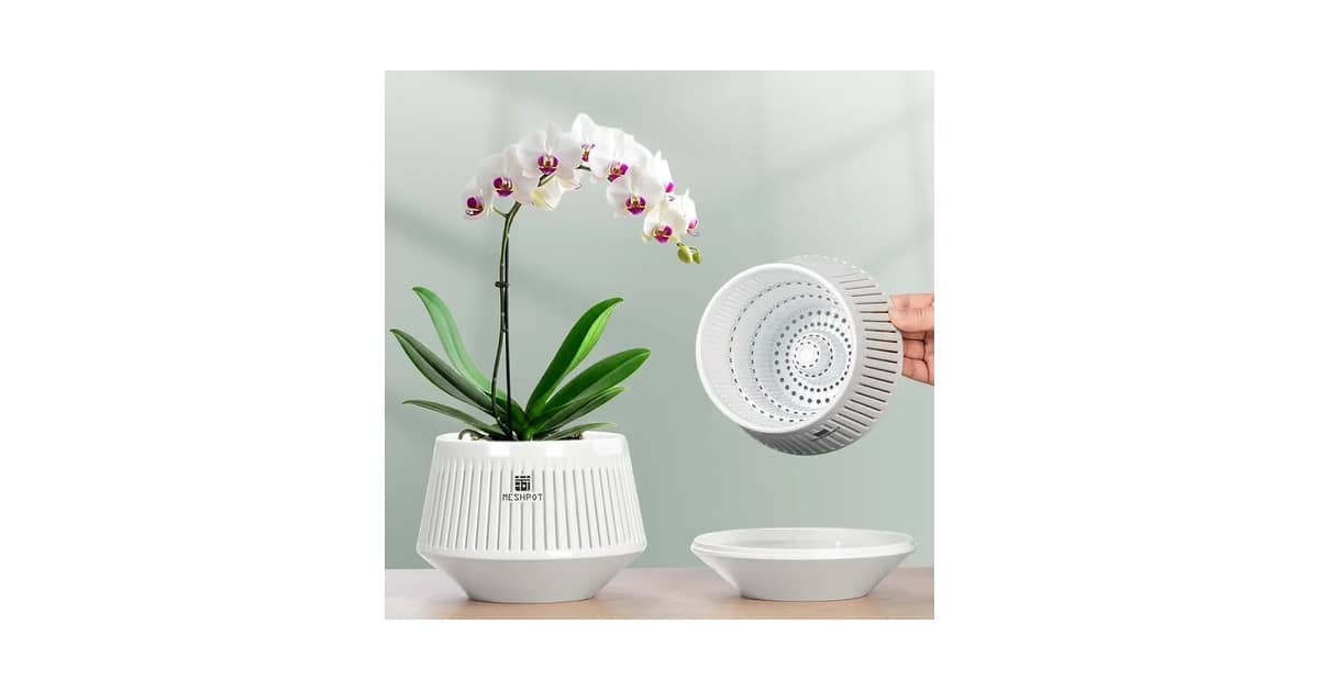 Melhor Vaso para Orquídeas Vanda: 5 Opções para Raízes Saudáveis