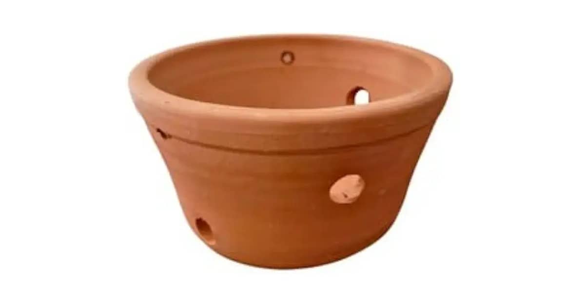 Melhor Vaso para Orquídeas: 10 Opções Ideais Para Flores Saudáveis