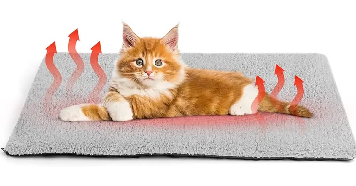 Qual É a Melhor Cama Para Gatos com Aquecimento?