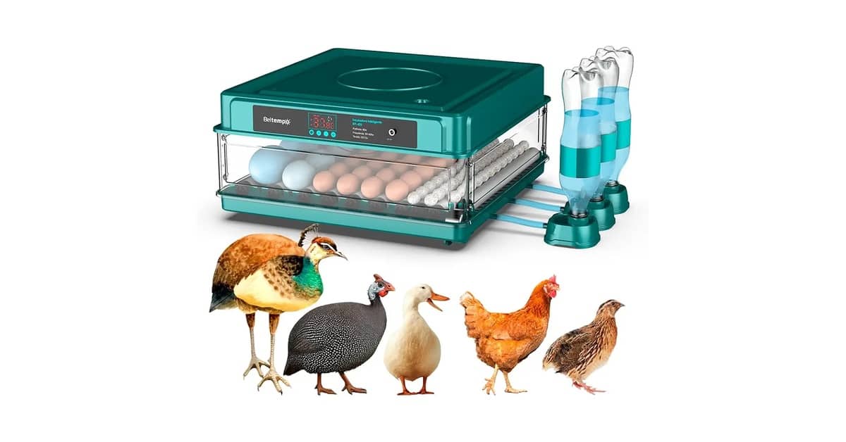 Qual é a Melhor Chocadeira Automática? 9 Modelos