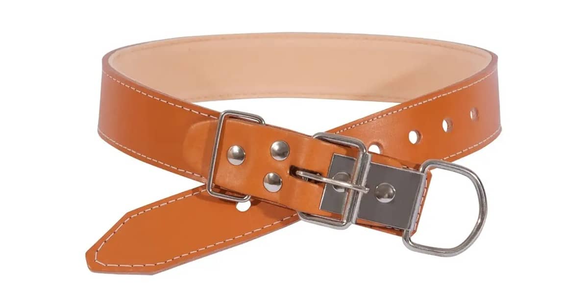 Qual é a Melhor Coleira de Couro Para Cachorro de Porte Grande? 5 Opções Seguras e Duráveis
