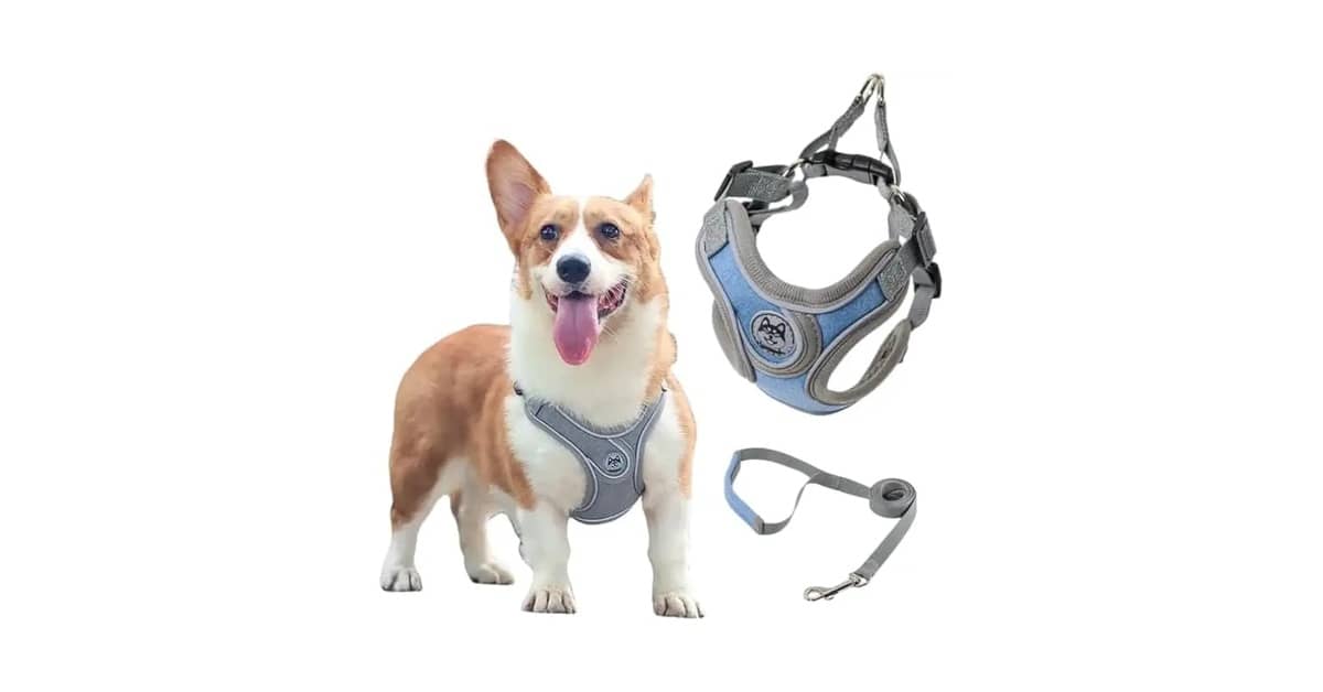 Qual É a Melhor Coleira Para Cachorro Com Guia? Guia de Compra