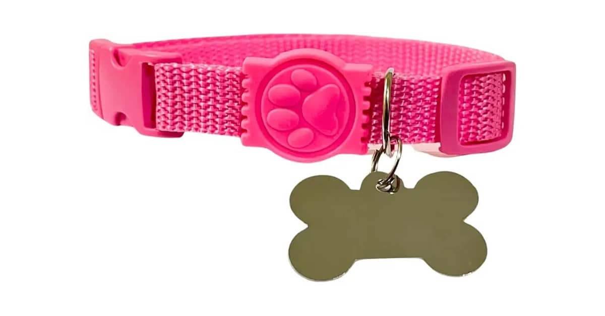 Qual é a Melhor Coleira com Placa Gravada? Guia de Segurança