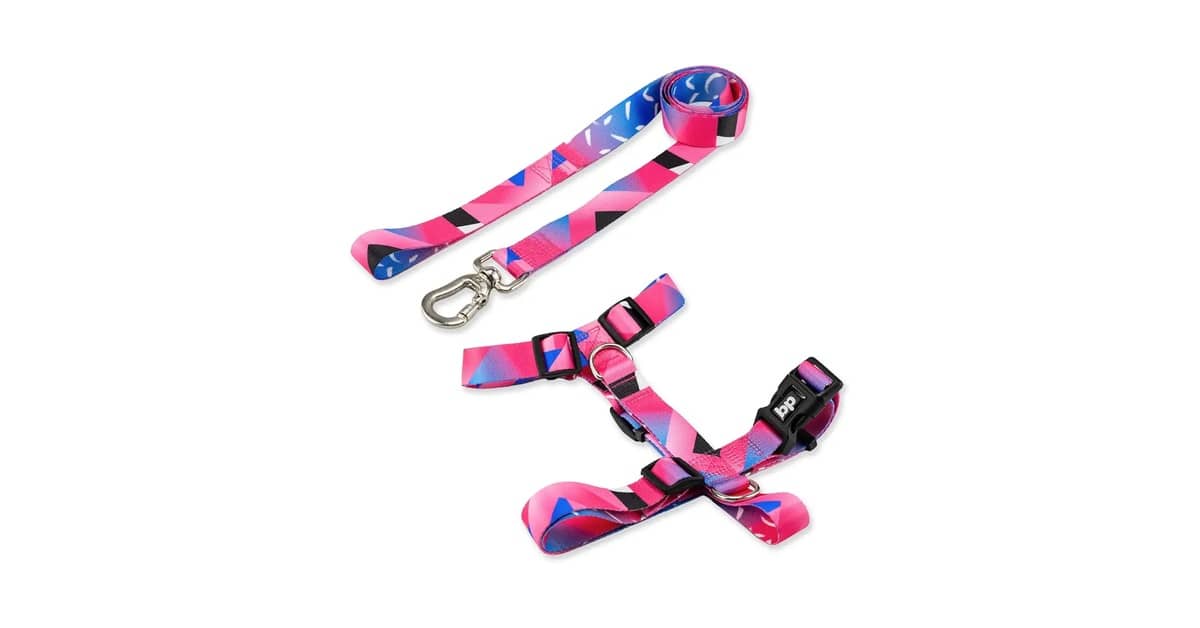Qual é a Melhor Coleira Para Cachorro de Porte Pequeno? Guia de Segurança