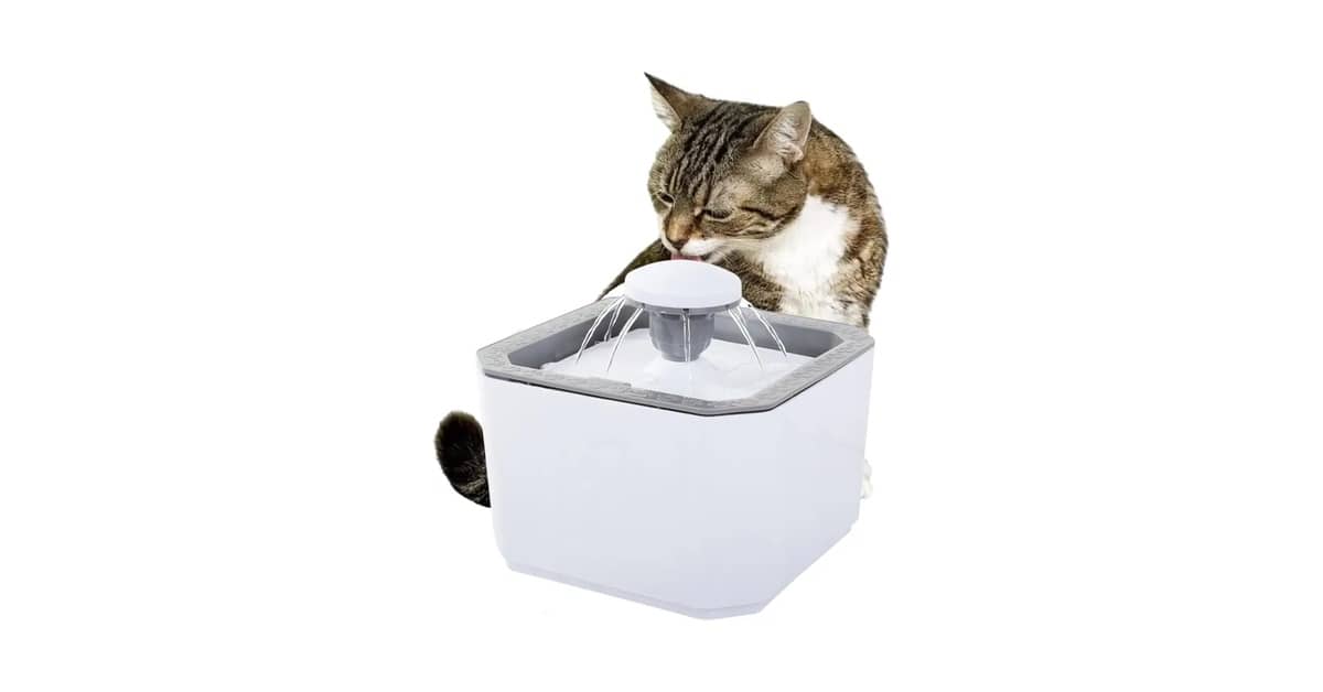 Qual é a Melhor Fonte de Agua Automatica para Gatos? Inox ou Sem Fio?