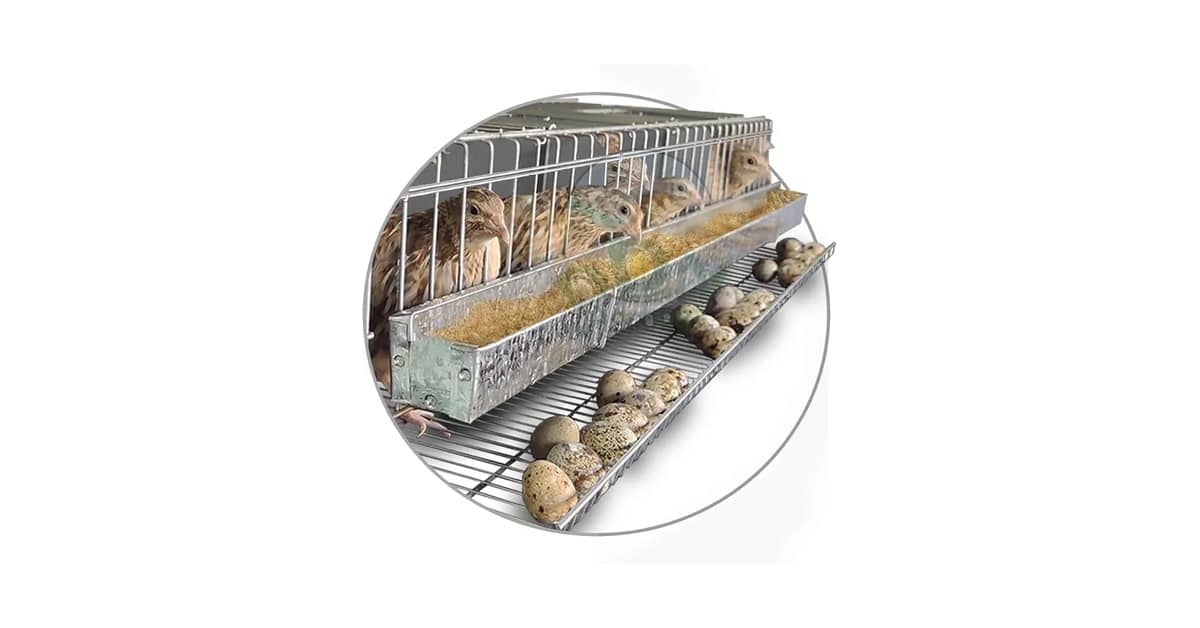 Qual é a Melhor Gaiola Para Codorna Poedeira?