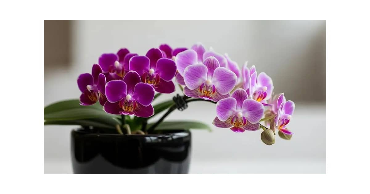 Qual É a Melhor Orquídea Para Cultivar Dentro de Casa: Guia de 10 Espécies