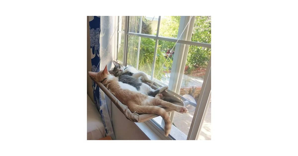 Qual é a Melhor Rede de Descanso de Janela Para Gatos? Análise de 10 Modelos Seguros