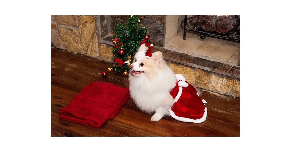 Qual é a Melhor Roupa de Natal Para Cachorro e Como Medir?