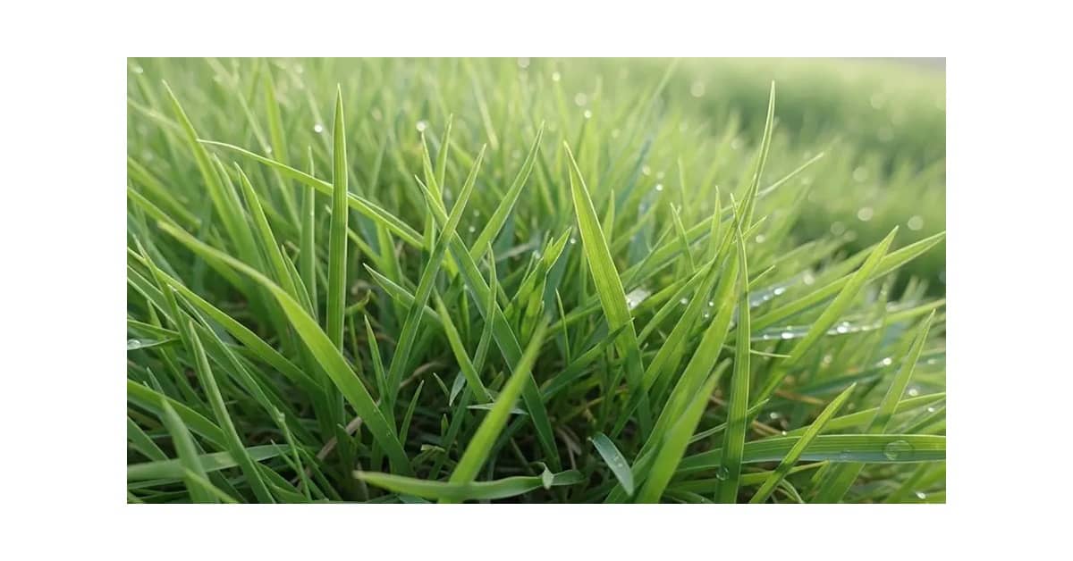 Qual é a Melhor Semente de Grama Para Jardim? Guia Para Sol e Sombra