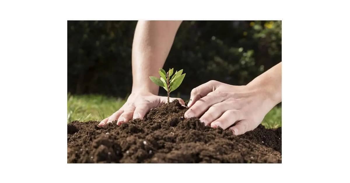 Qual e Melhor Terra Vegetal ou Substrato? Guia Completo