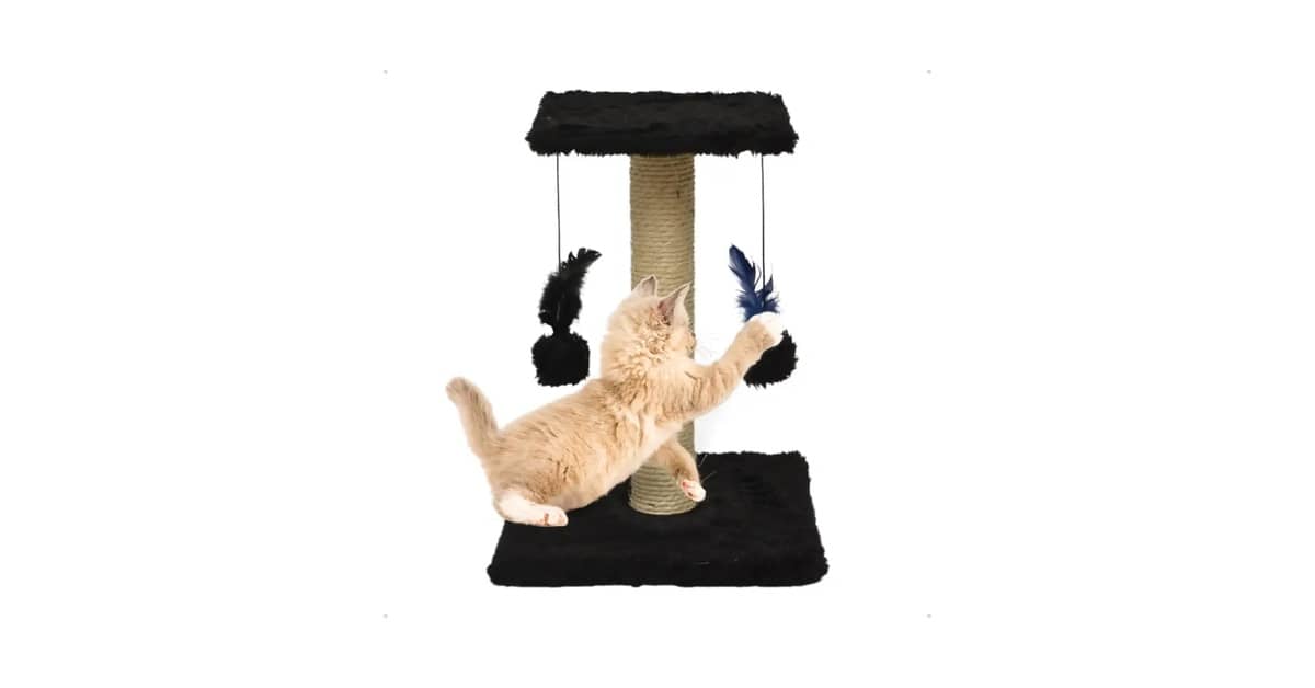 Qual É o Melhor Arranhador Para Gatos Que Não Gostam de Sisal? Papelão ou Carpete?